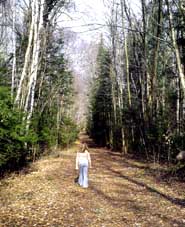 Ave of the Birches