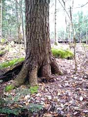 Faery condo