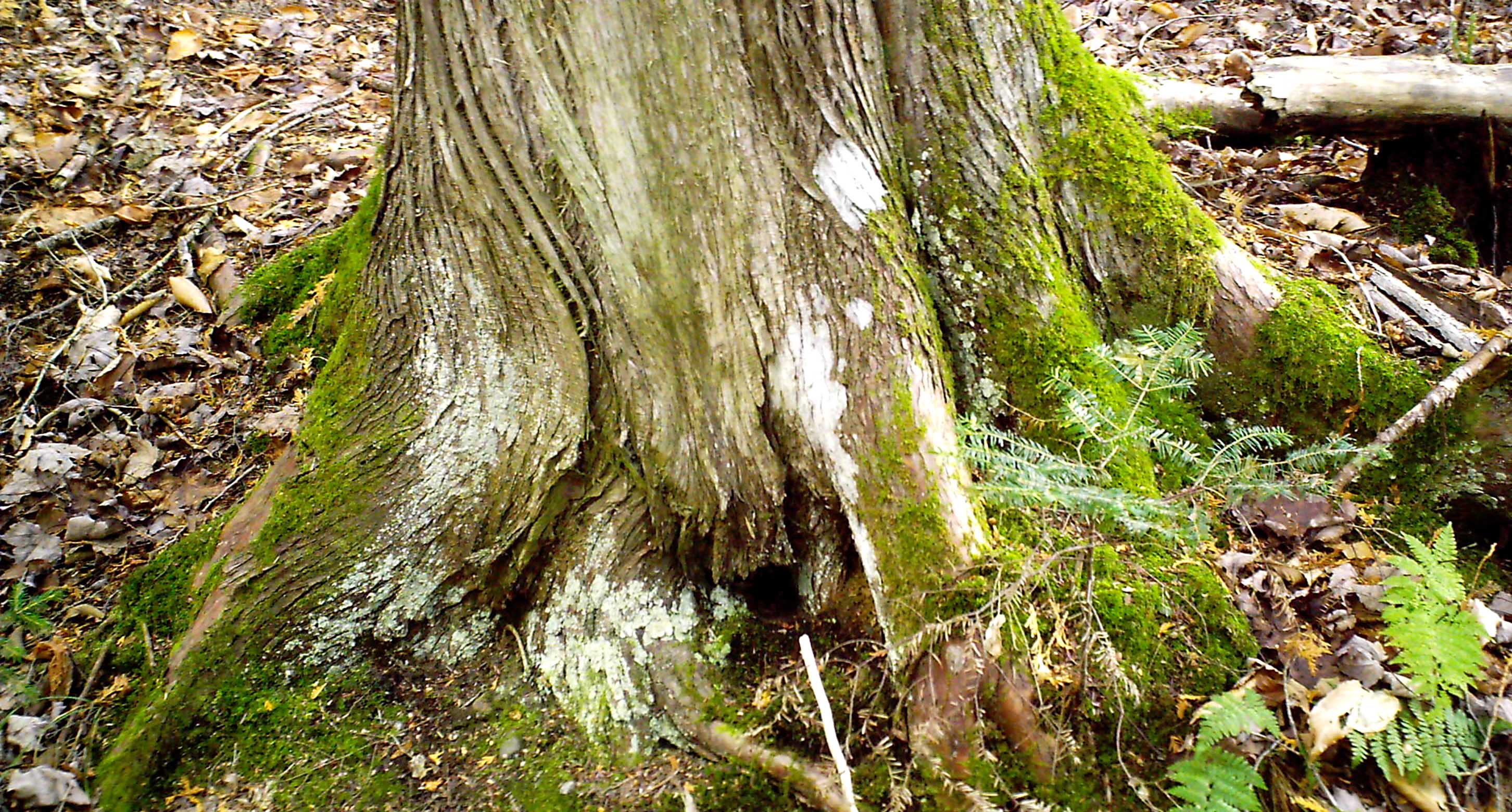 Faery Door