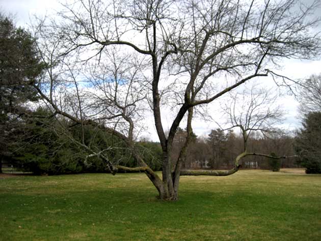 myfavoritetree.jpg