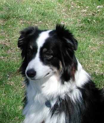 Border Collies - Temperament, Facts, Dog Tricks and Shows