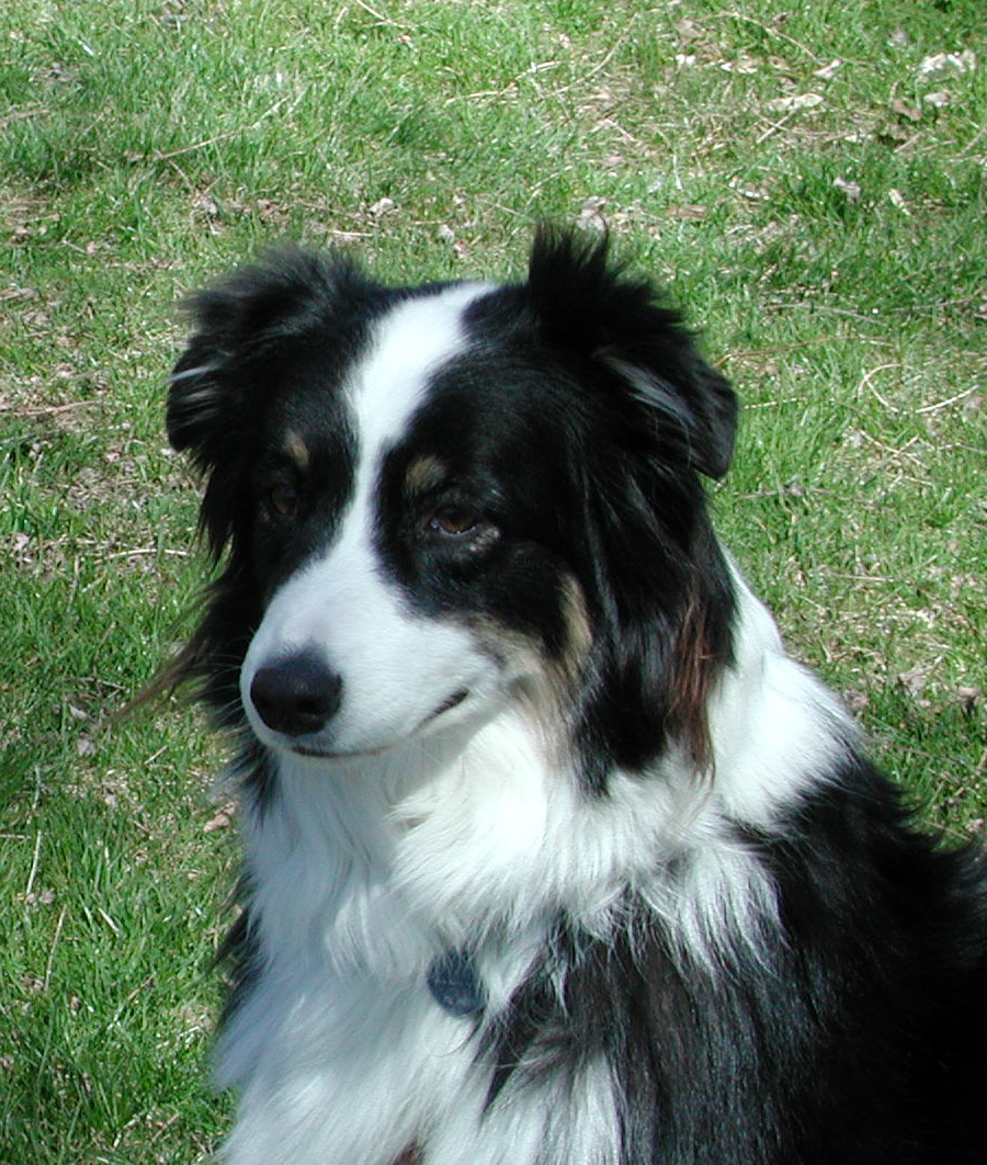 australian shepherd and sheltie mix