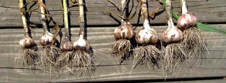 garlic bulbs