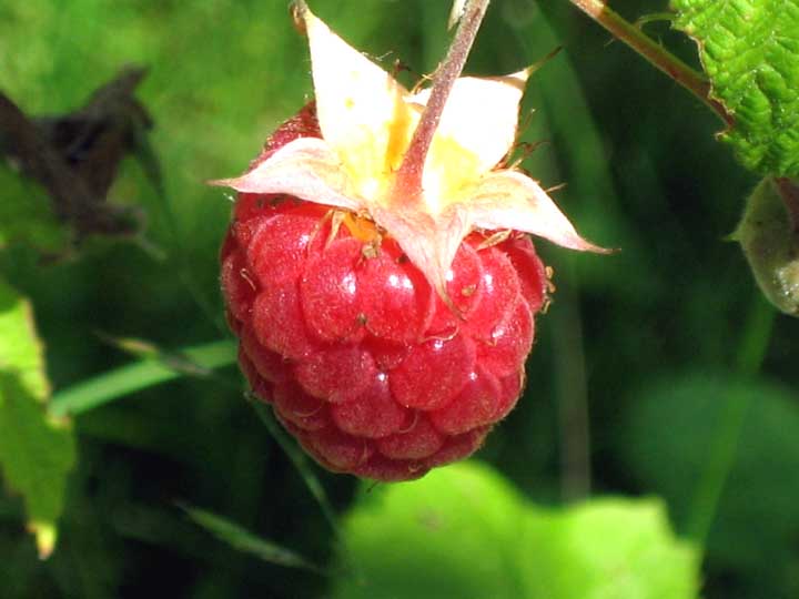 thornless-raspberries.jpg