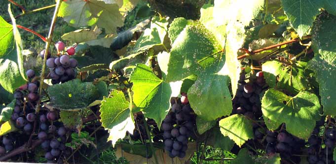 concord-grapes.jpg