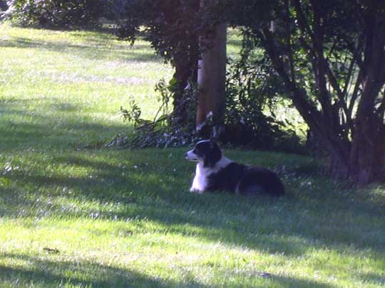 Australian Shepherd Kiera