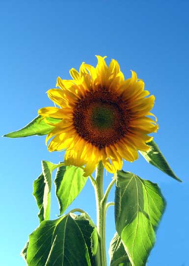 Cait's Sunflower