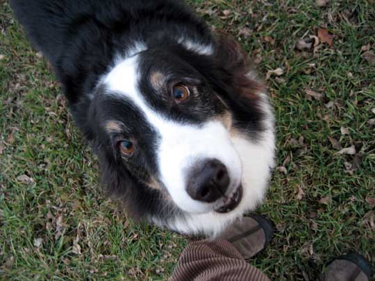 australian shepherd paying attention