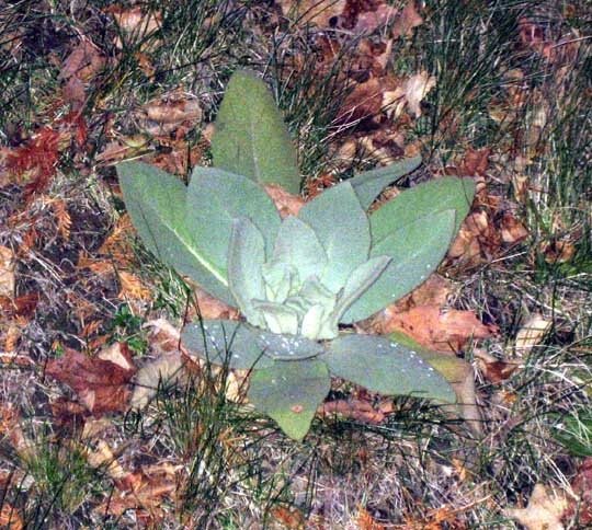 mullein plant