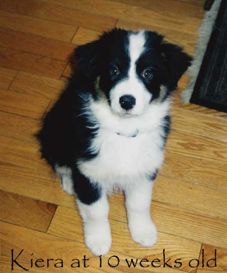 Bringing Home an Australian Shepherd Puppy: What You Need to Know - Karen  Shanley