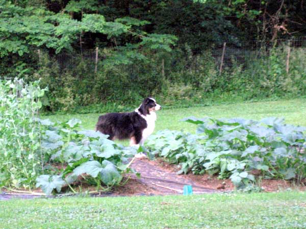 https://karenshanley.com/wp-content/uploads/2008/06/australian-shepherd-garden.jpg