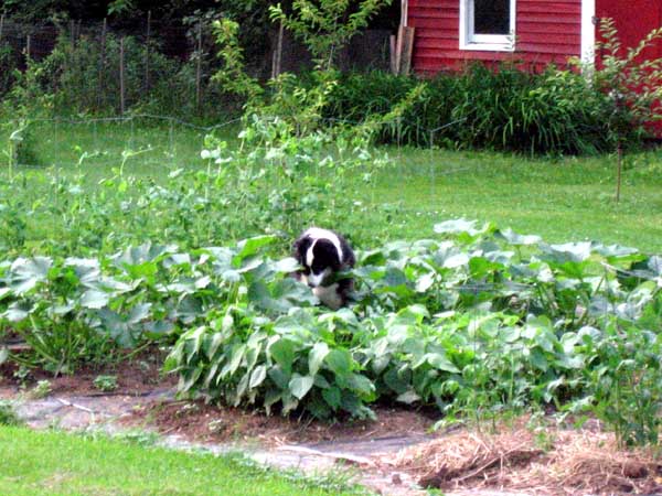 australian-shepherd-garden1.jpg