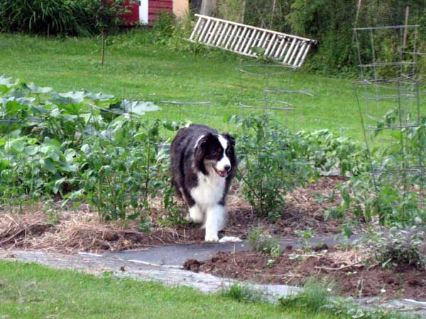 australian-shepherd-garden2.jpg