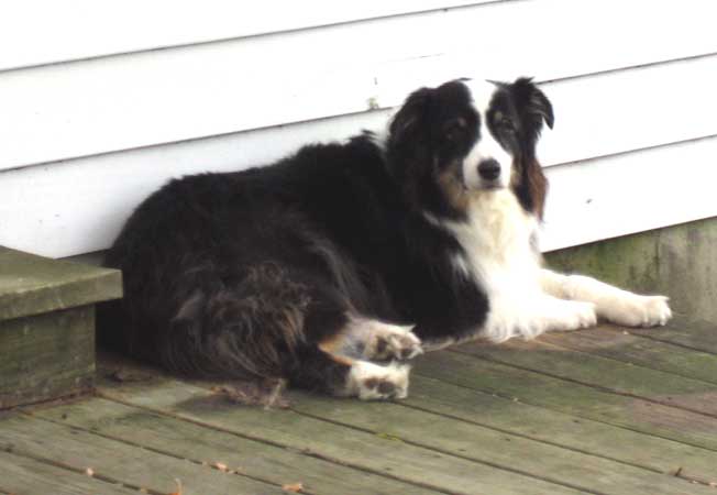 australian-shepherd4.jpg