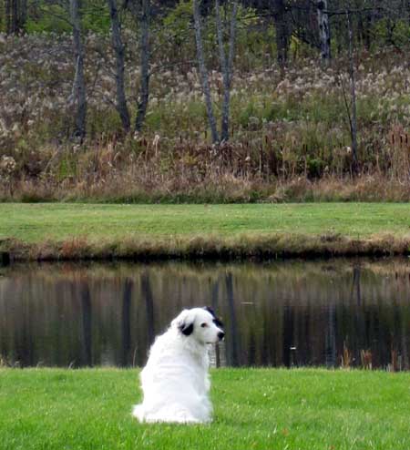 border-collie-3.jpg