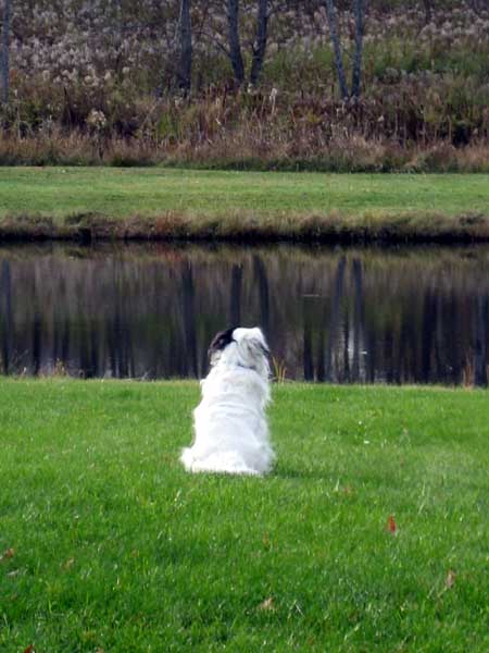 white and black border collie