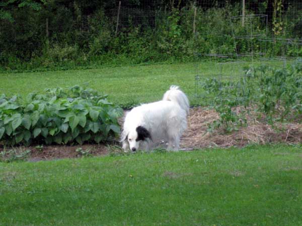 border-collie-garden2.jpg