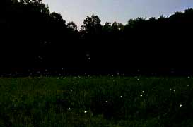 fireflies1.jpg