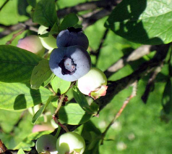 garden-july-blueberry.jpg