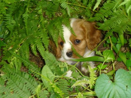 Cavalier King Charles Spaniel Blenheim