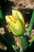 Zucchini Flower