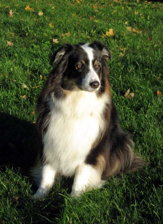 Australian Shepherd Kiera