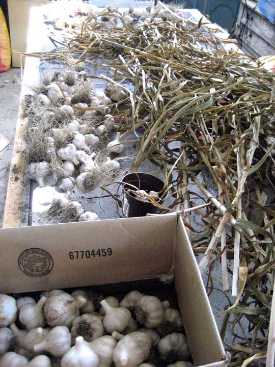 drying garlic