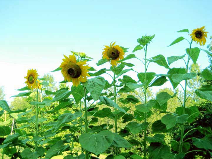 sunflowers1.jpg