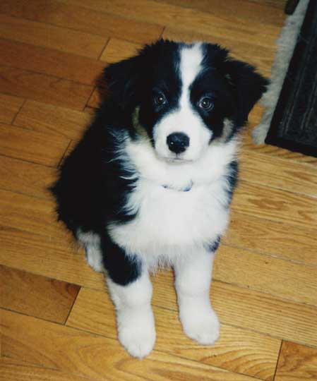 Australian Shepherd puppy