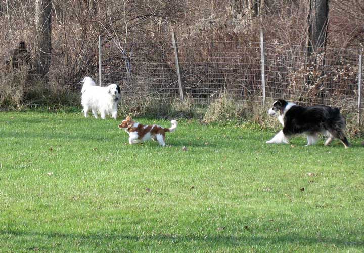 three dogs