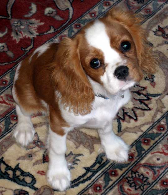 Cavalier King Charles Spaniel