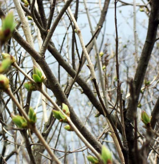 lilac-buds