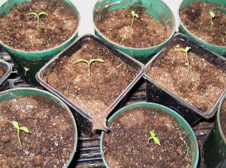 seedling-transplants