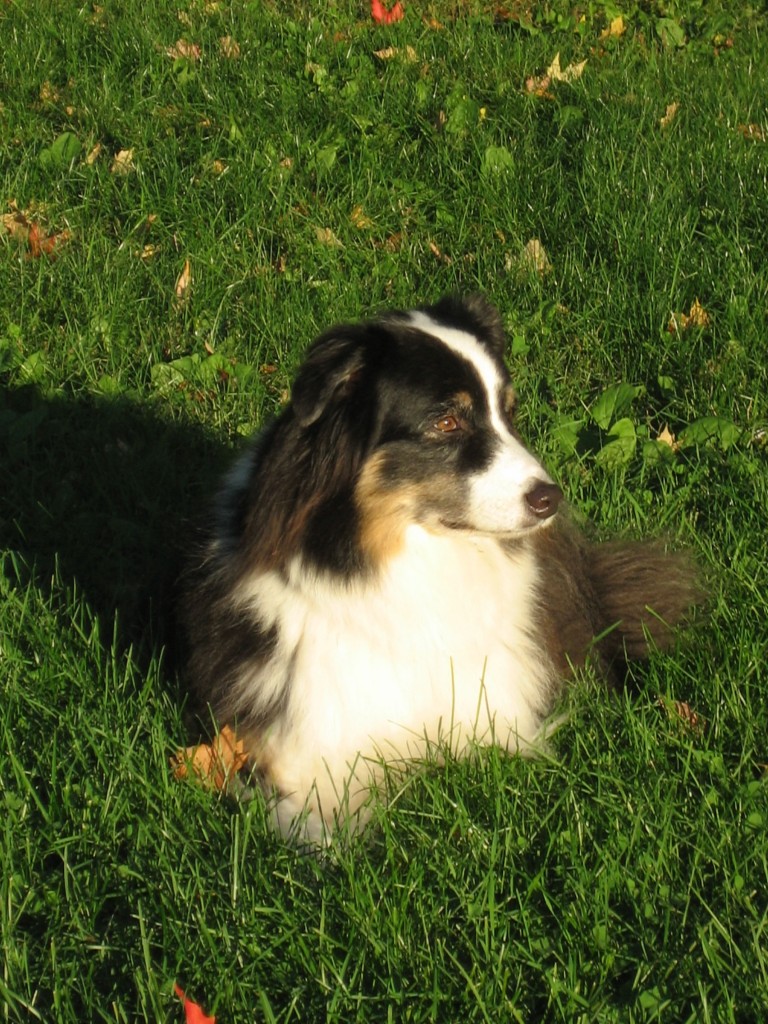 Australian Shepherd