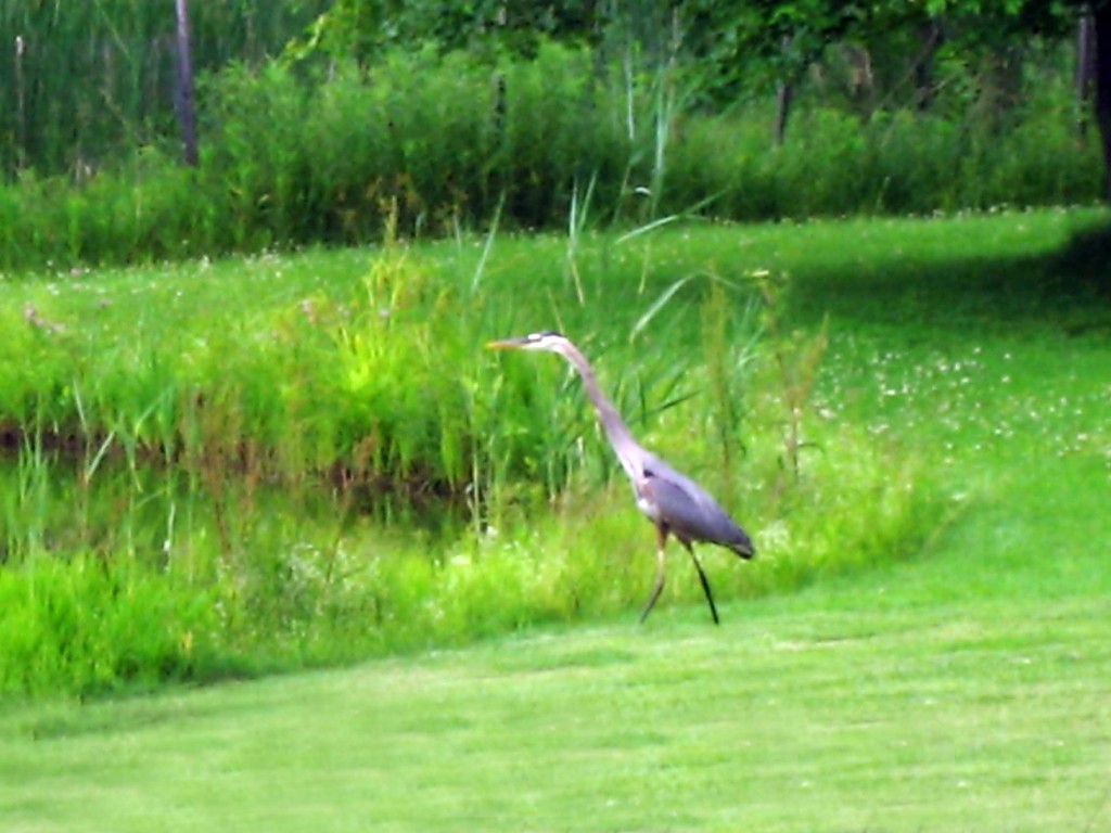 blue-heron1