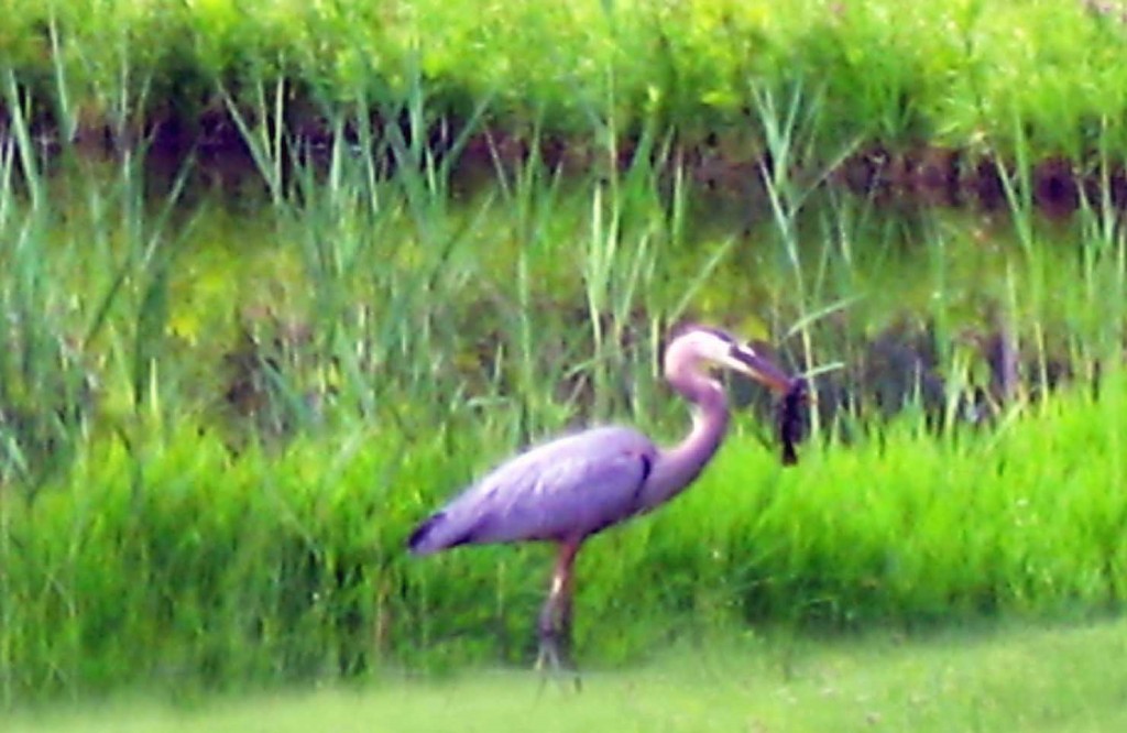 heron1