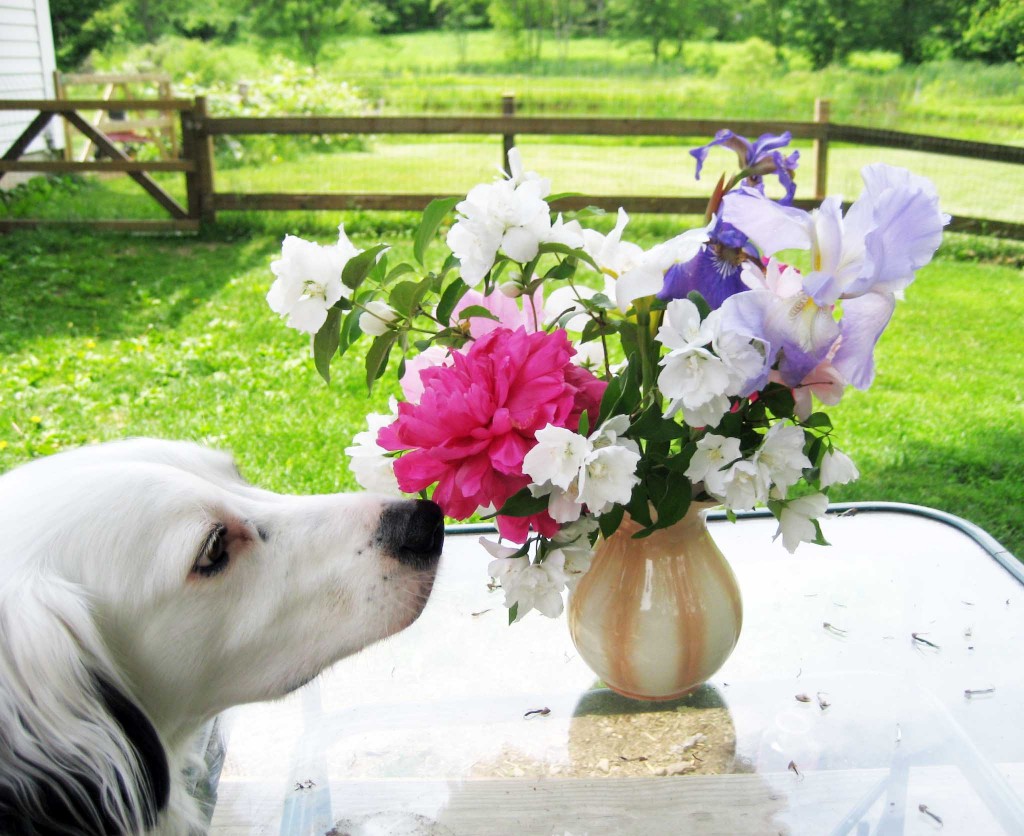 sniffing-flowers