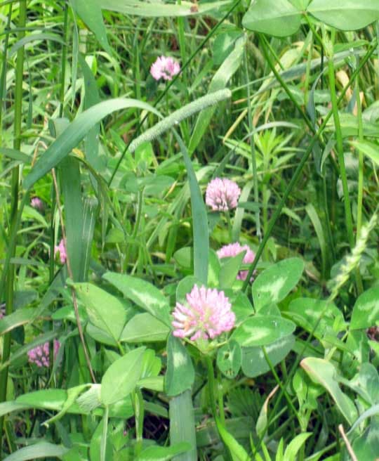 red clover