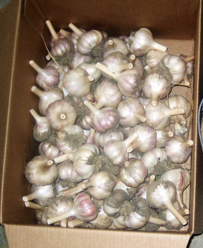 garlic