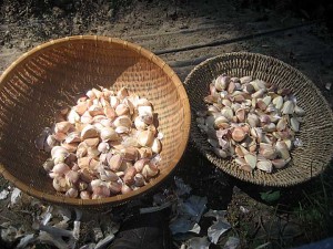 garlic bulbs