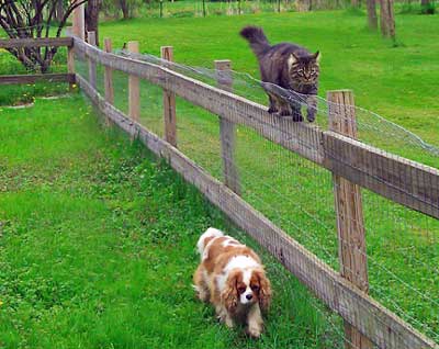 maine coon & cavalier spaniel