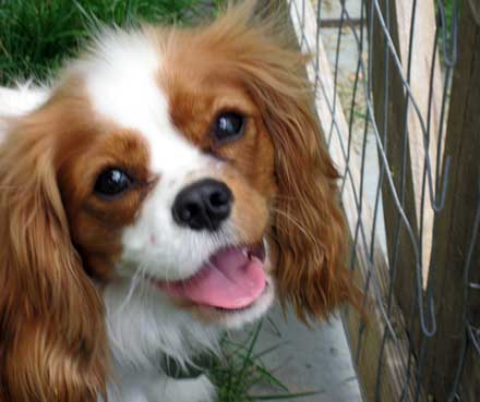 Blenheim Cavalier Spaniel