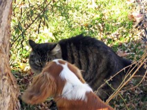 maine coon cat & cavalier spaniel