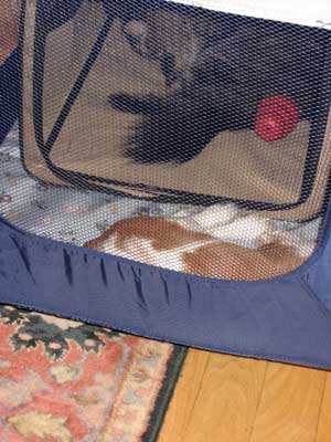 maine coon & cavalier spaniel in play pen