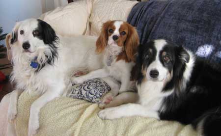 3 dogs on couch