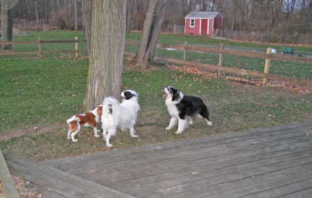 Bringing Home an Australian Shepherd Puppy: What You Need to Know - Karen  Shanley