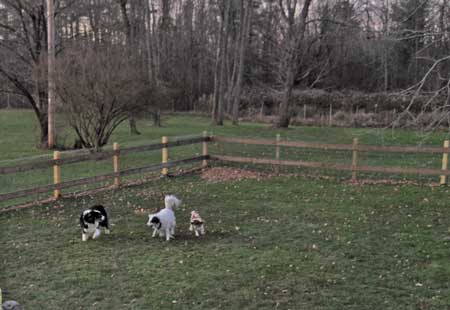 5 Best Toys for Australian Shepherds - Karen Shanley