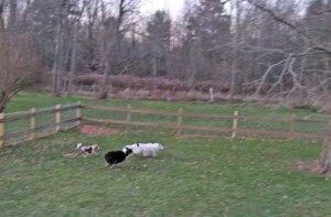 dogs running playing