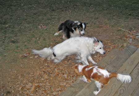 Bringing Home an Australian Shepherd Puppy: What You Need to Know - Karen  Shanley