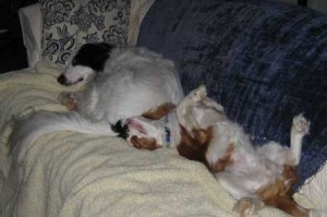 2 sleeping dogs